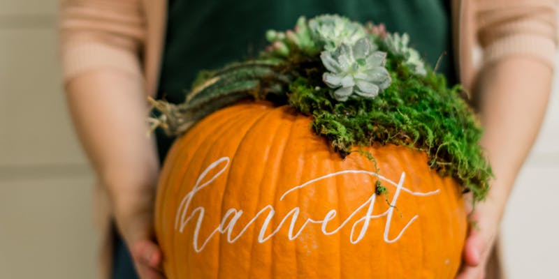 pumpkin succulent workshop maryland